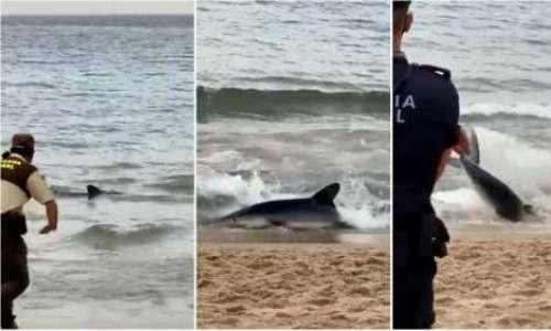 Strand i Benidorm stängde för blåhaj