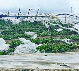 Tornado förstörde 200 ha växthus