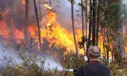 Trädgårdsmästare åtalas för storbranden 2012