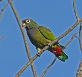 Upp till 15 olika arter av papegoja i Málagas stadsmiljö