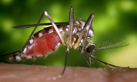 Varför vissa människor blir myggbitna och inte andra