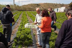 Vélez – centrum för naturliga sötningsmedlet stevia och mirakelträdet moringa