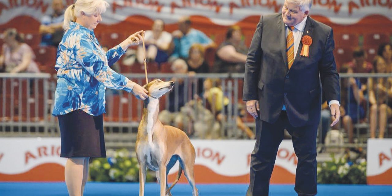 Djurspalten: Spanien värd för världsutställning med 16.500 hundar