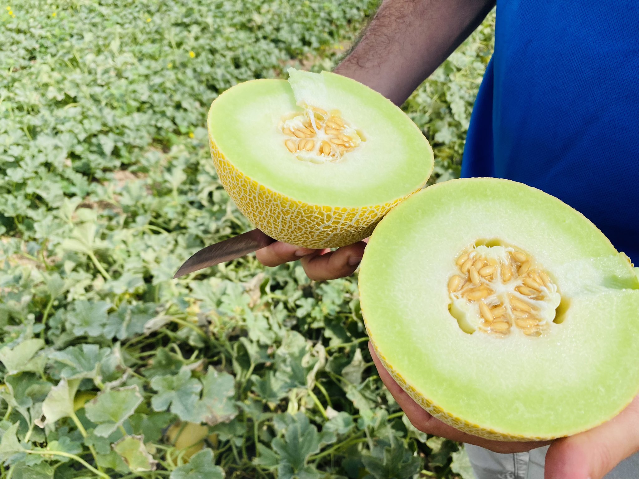 Melonhalvor