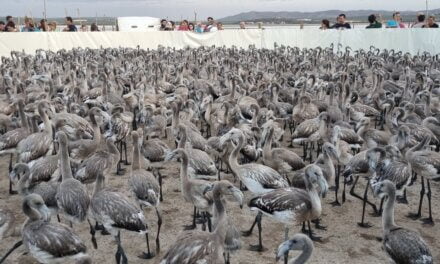 3.700 flamingokycklingar i Laguna de Fuente de Piedra