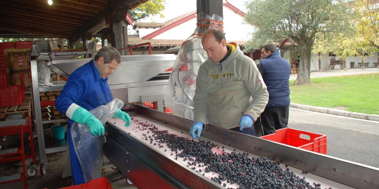 Fredagsvinet: Snart firar vi Garnachadruvan