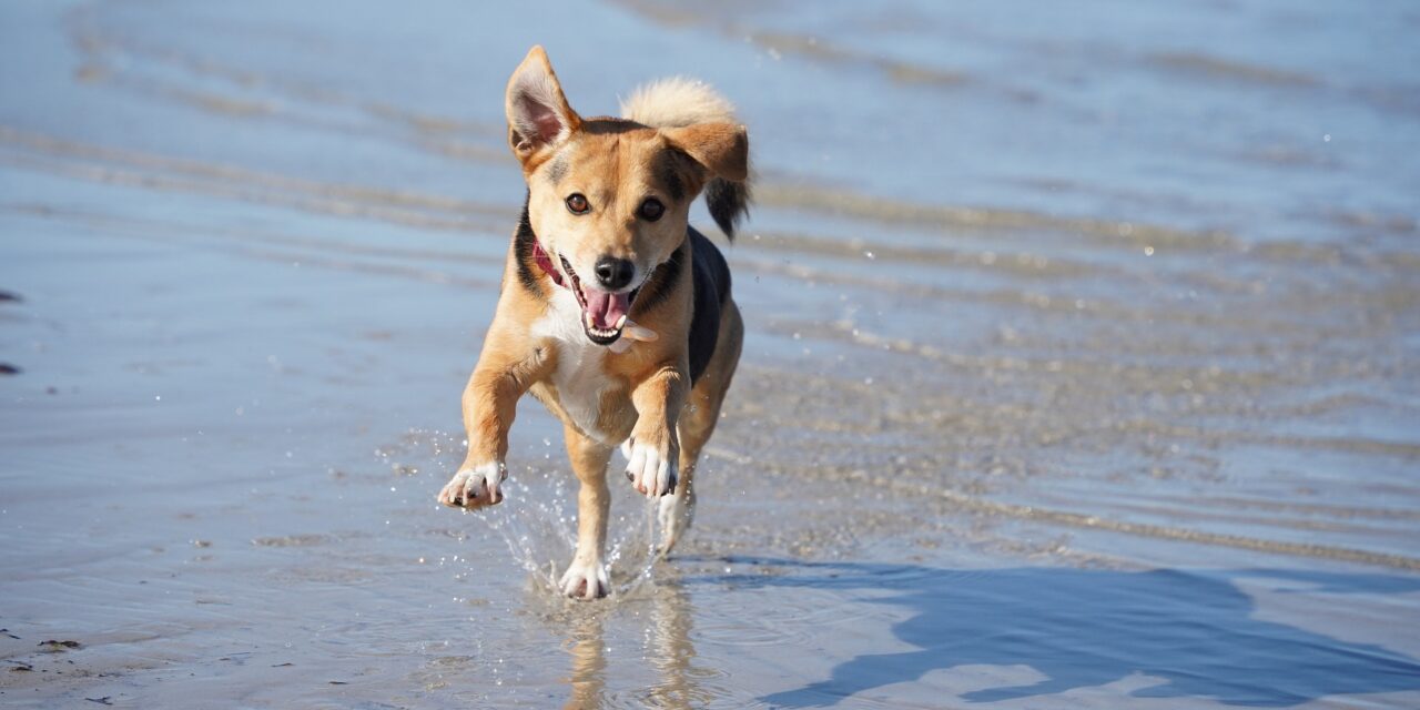 Hälsofördelar med hund