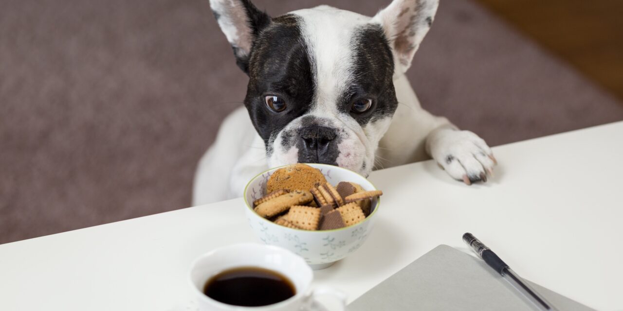 Till alla hundälskare: Vad behöver hunden äta?