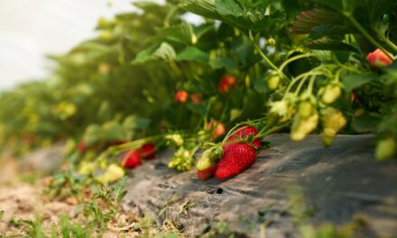 Krav på tysk bojkott av spanska jordgubbar