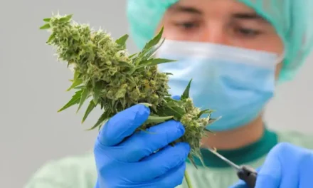 Spanien öppnar för mer medicinsk cannabis