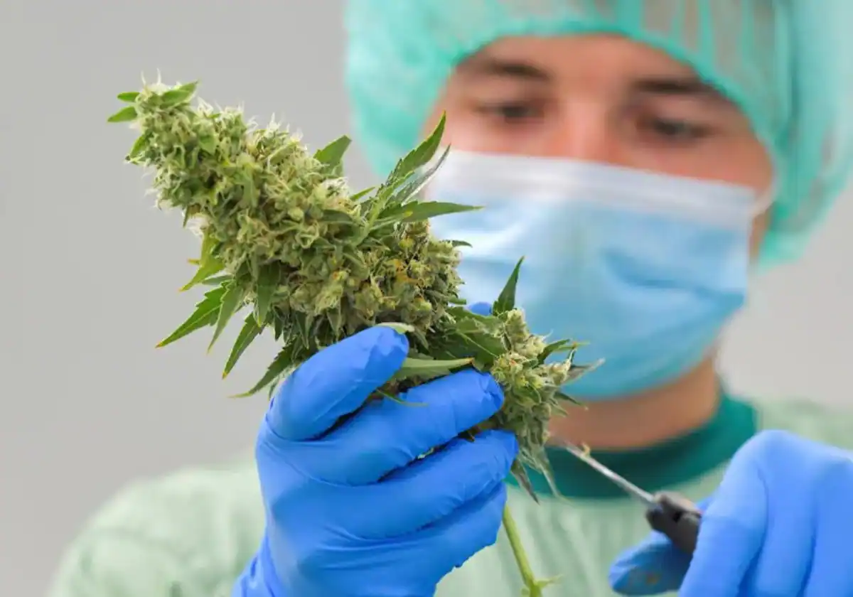 medical-cannabis-regulation-RKYBbKGbqEt8bUJhsC4J1UK-1200×840@Diario Sur