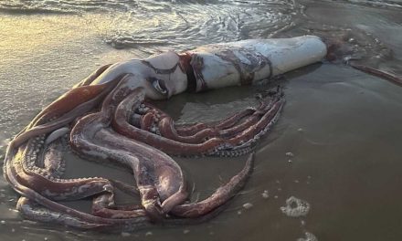 Jättebläckfisk strandade i Spanien