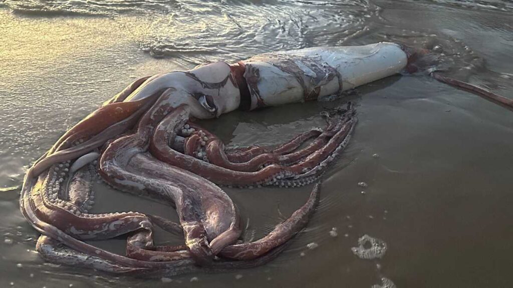 Jättebläckfisk strandade i Spanien