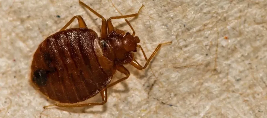 Skadedjur på flygplatsen i Madrid