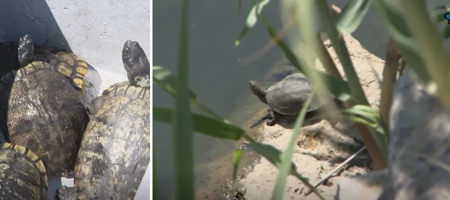 Nya invånare i floden río Fuengirola