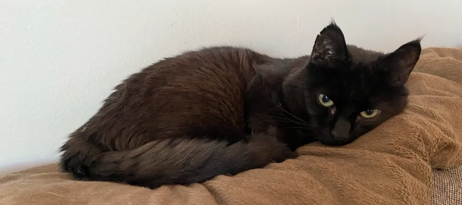 Adoption av svarta katter förbjuds för att undvika vidskepliga ritualer