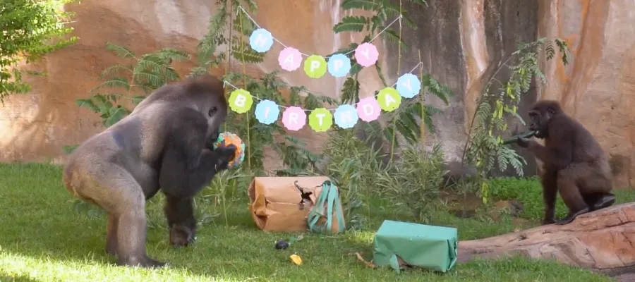 Ekan firar femårskalas – med ”svenska”pappan Echo från Kolmården