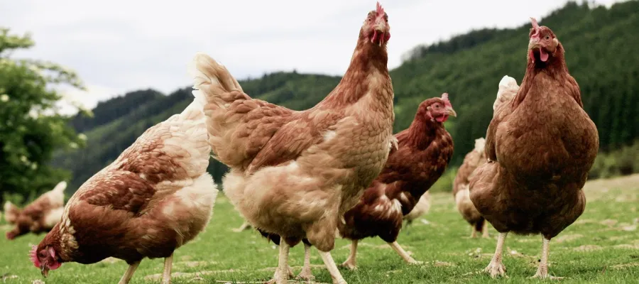 Dyrare ägg följer i fågelinfluensans spår – värphöns och fjäderfä får inte vistas utomhus