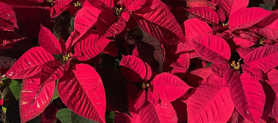 Idag är det Julstjärnans dag!