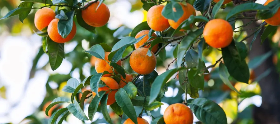 Hej Läsare! Ett nytt år – vad tar Du med dig?