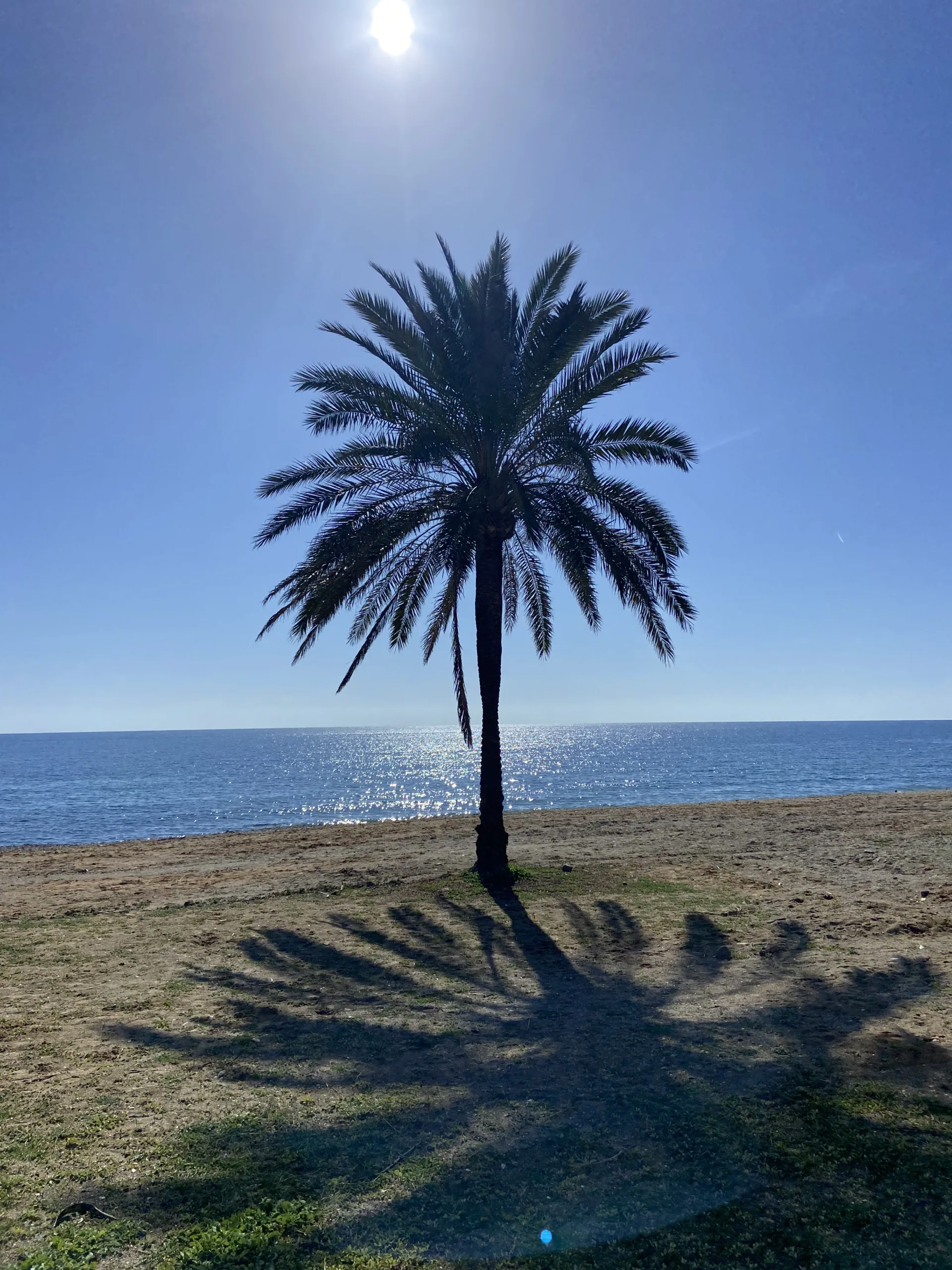 Palm på strand