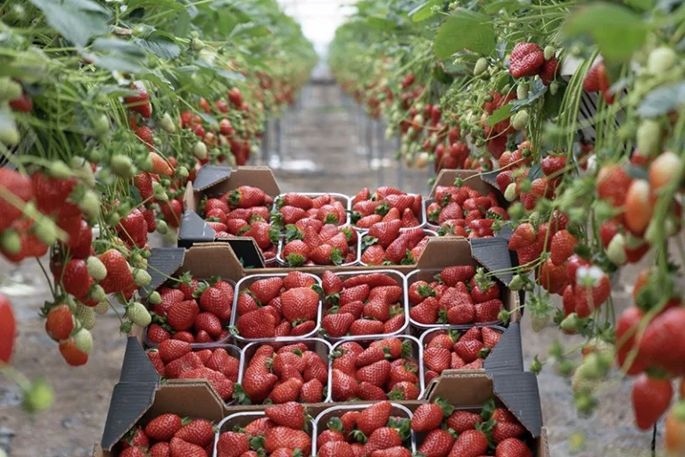 jordgubbar utan jord jordgubbsodling